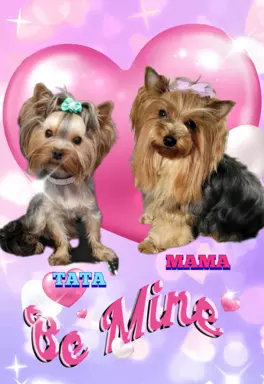 Yorkshire terrier 4