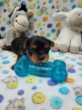 Yorkshire terrier 5