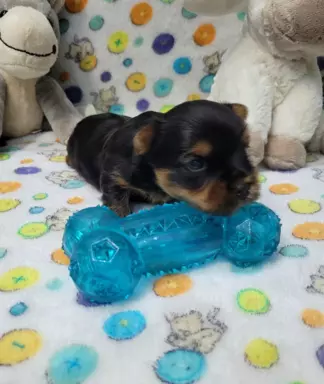 Yorkshire terrier 6