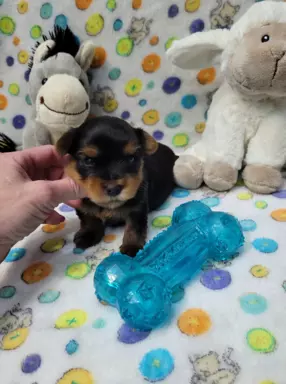 Yorkshire terrier 7
