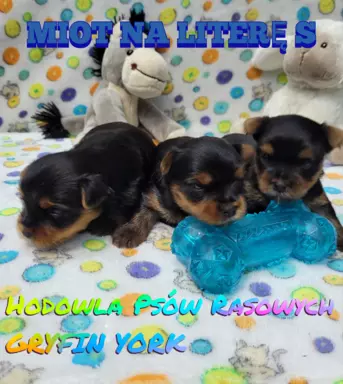Yorkshire terrier 2