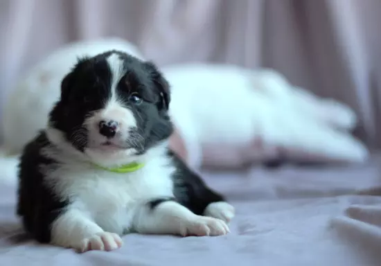 Border collie - Samiec ZkwP/FCI 2