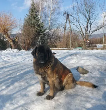 leonberger z rodowodem 2