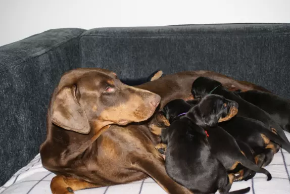 Doberman-szczeniaki po Vice-Zwycięzcy Świata 2021 ! 3