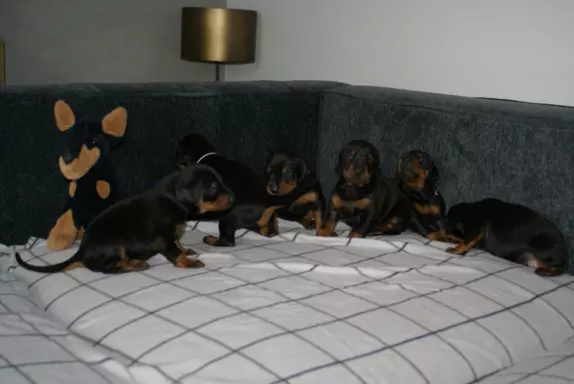 Doberman-szczeniaki po Vice-Zwycięzcy Świata 2021 ! 5