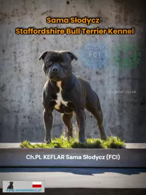 STAFFORDSHIRE BULL TERRIER 1