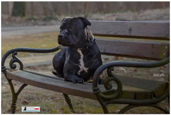 STAFFORDSHIRE BULL TERRIER 2