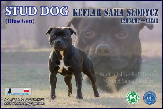 STAFFORDSHIRE BULL TERRIER 3