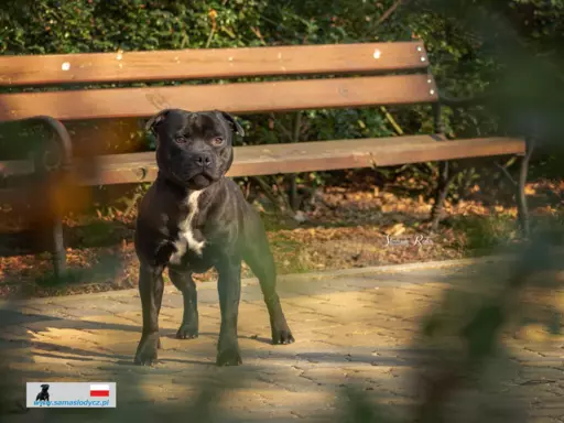 STAFFORDSHIRE BULL TERRIER 4