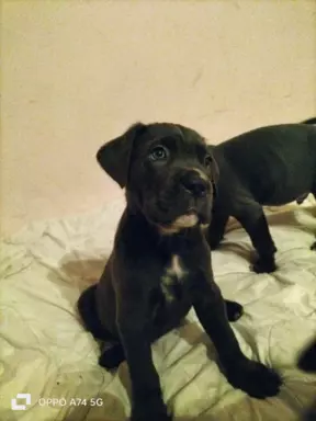 Szczeniaczki Cane Corso 2