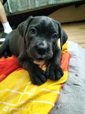 Szczeniaczki Cane Corso 1