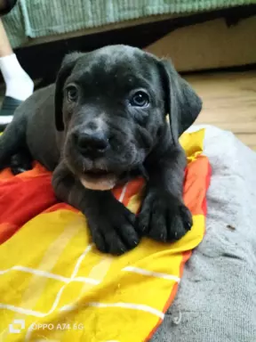 Szczeniaczki Cane Corso 3