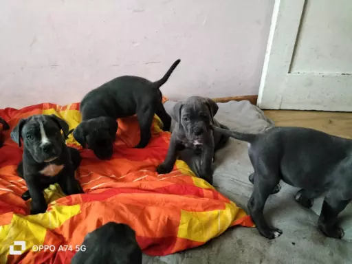 Szczeniaczki Cane Corso 4
