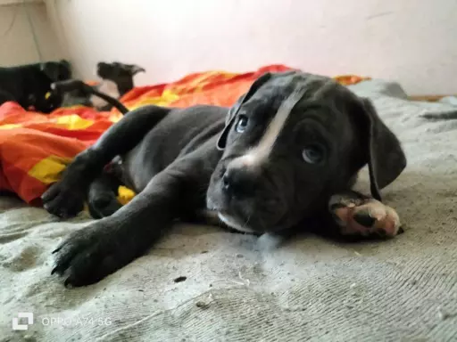 Szczeniaczki Cane Corso 5