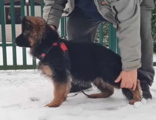 3 piękne szczenięta po wybitnych rodzicach po szczepieniach 1