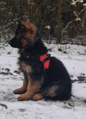 3 piękne szczenięta po wybitnych rodzicach po szczepieniach 2