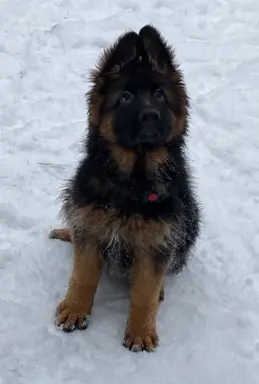 3 piękne szczenięta po wybitnych rodzicach po szczepieniach 3