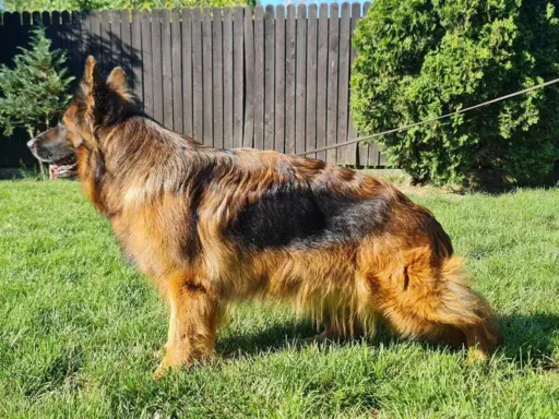 3 piękne szczenięta po wybitnych rodzicach po szczepieniach 4