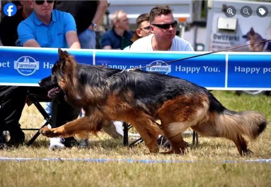 3 piękne szczenięta po wybitnych rodzicach po szczepieniach 5