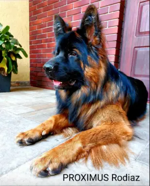 3 piękne szczenięta po wybitnych rodzicach po szczepieniach 6