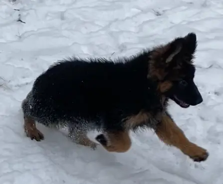 3 piękne szczenięta po wybitnych rodzicach po szczepieniach 7