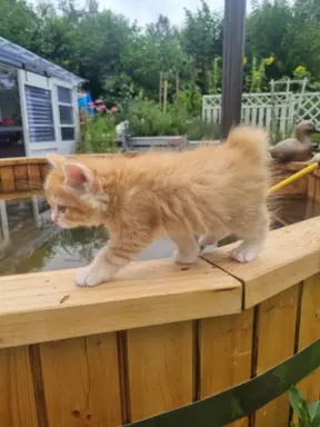 Kurylski Bobtail 1