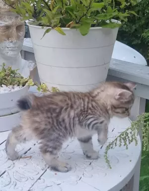 Kurylski Bobtail 2