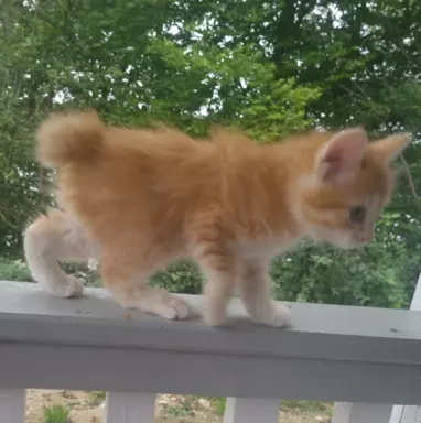 Kurylski Bobtail 3