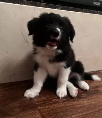 Border Collie dwa pieski ZKwP/ FCI 3