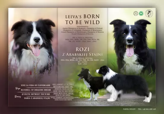 Border Collie dwa pieski ZKwP/ FCI 4