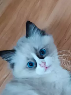 Piękna Abby 4