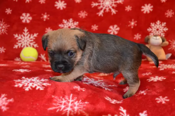 Border Terrier szczenię, FCI ZKwP, wolne od slem 3