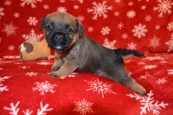 Border Terrier szczenię, FCI ZKwP, wolne od slem 5