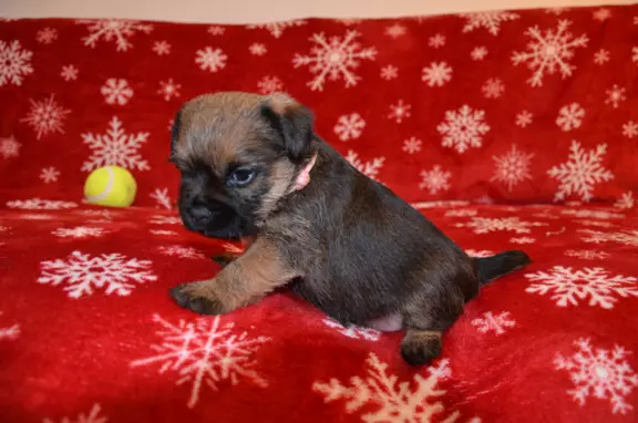 Border Terrier szczenię, FCI ZKwP, wolne od slem 6