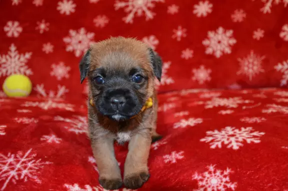 Border Terrier szczenię, FCI ZKwP, wolne od slem 10