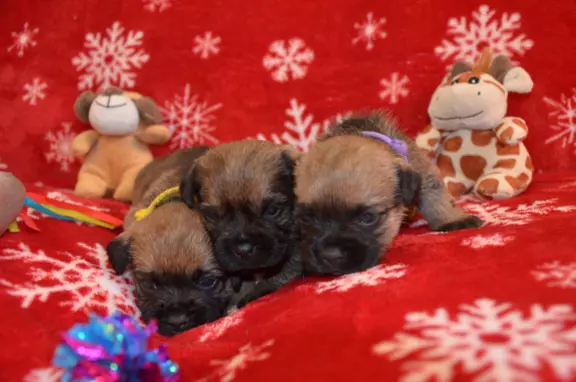 Border Terrier szczenię, FCI ZKwP, wolne od slem 2