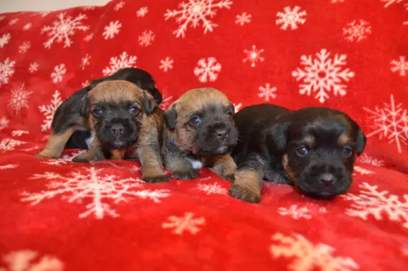 Border Terrier szczenię, FCI ZKwP, wolne od slem 1