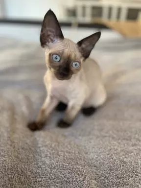 Kocurek devon rex 2