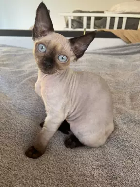 Kocurek devon rex 3