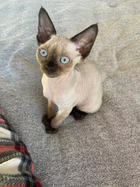 Kocurek devon rex 4