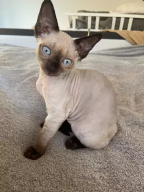 Kocurek devon rex 1