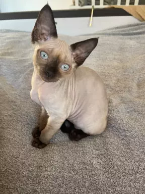 Kocurek devon rex 5