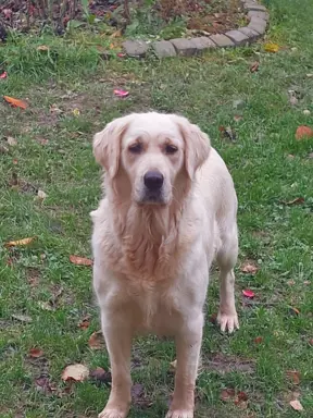 Golden retriever 4