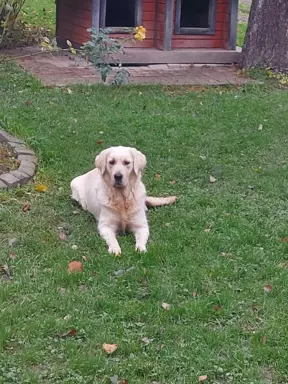 Golden retriever 6