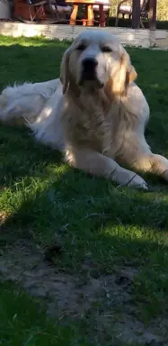Golden retriever 7