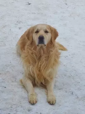Golden retriever 8