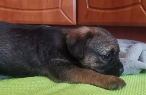 Szczeniaki Border Terrier FCI 2