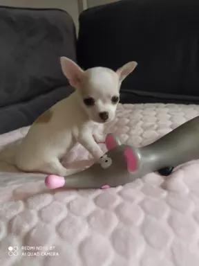 Chihuahua-piekna biała suczka 2