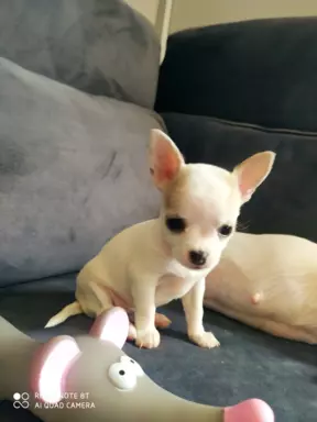 Chihuahua-piekna biała suczka 1