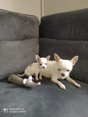 Chihuahua-piekna biała suczka 3